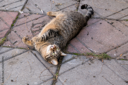 Cute stray cat lying on the sidewalk