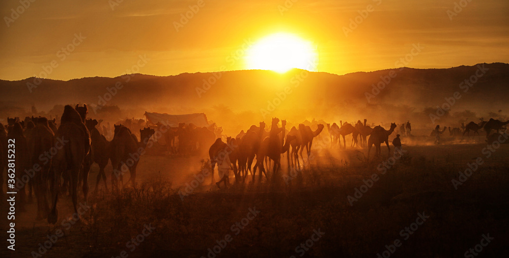 Camels with herders at Pushkar Camel Fair (Pushkar Mela)