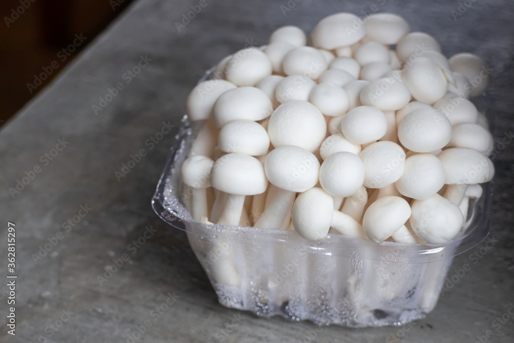 Raw shimeji mushroom for asian cuisine Raw shimeji mushroom for asian cuisine