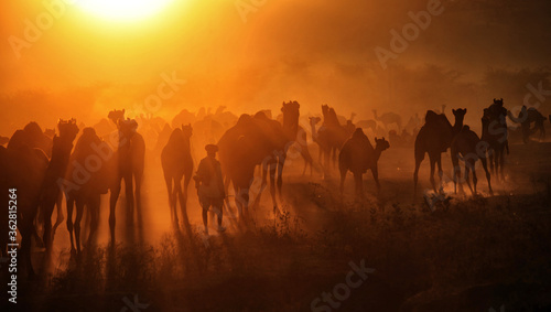 Camels with herders at Pushkar Camel Fair  Pushkar Mela 