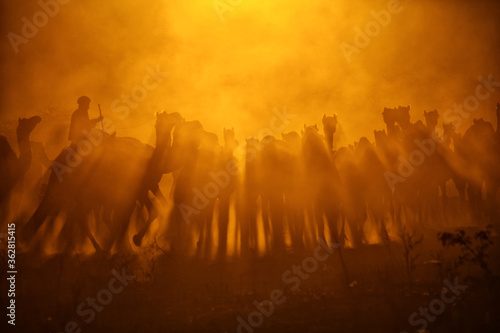 Silhouette of Camels with herders at Pushkar Camel Fair (Pushkar Mela)