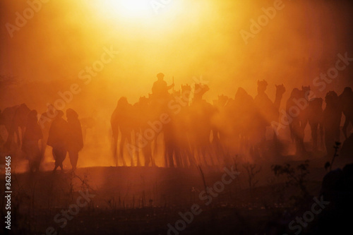 Photography Silhouette of Camels with herders at Pushkar Camel Fair (Pushkar Mela)