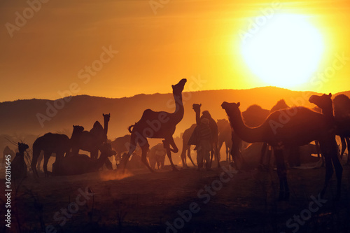 Camels at Pushkar Camel Fair  Pushkar Mela 
