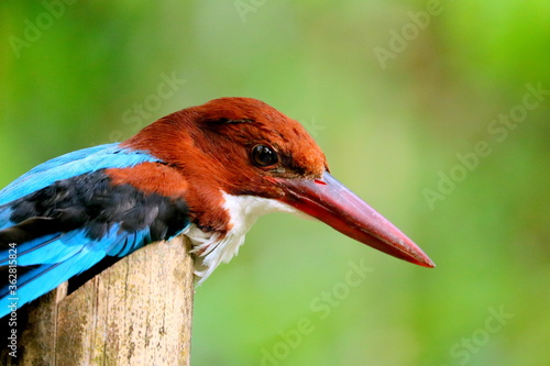 close up of a kingfisher bird