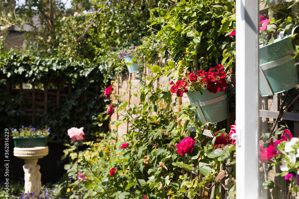 View of Sunny Blossom Garden. Variety of Flowers: Petunia in Hanging Pot, Lobelia in Long Pot, Roses, Lavender, Raspberries in Flowerbed.  Concept: Gardening it's a Nice Hobby.