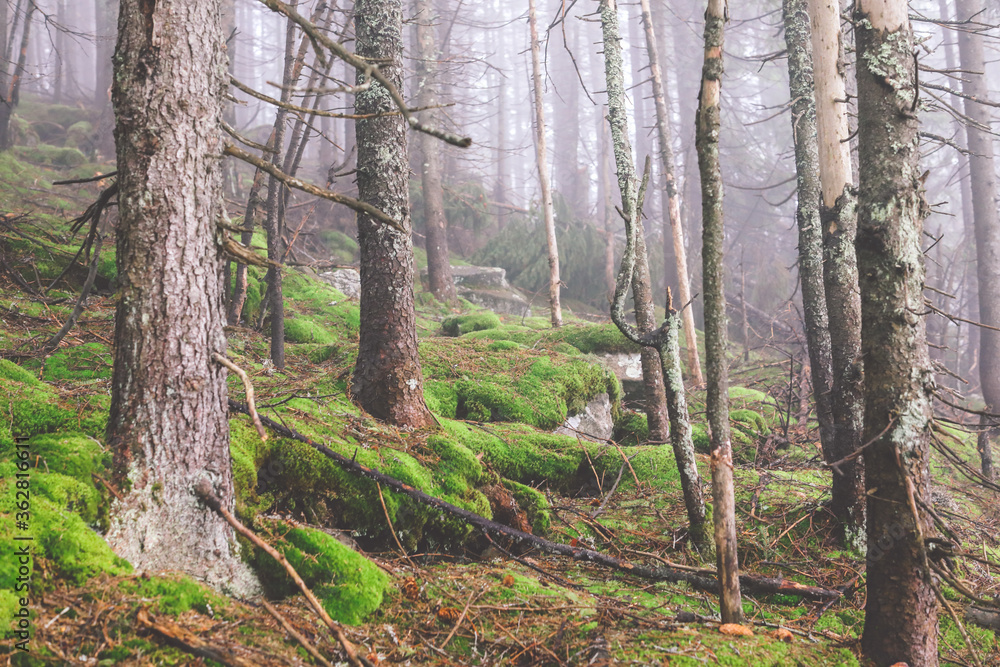 Obraz premium Nature view in forest in spring time