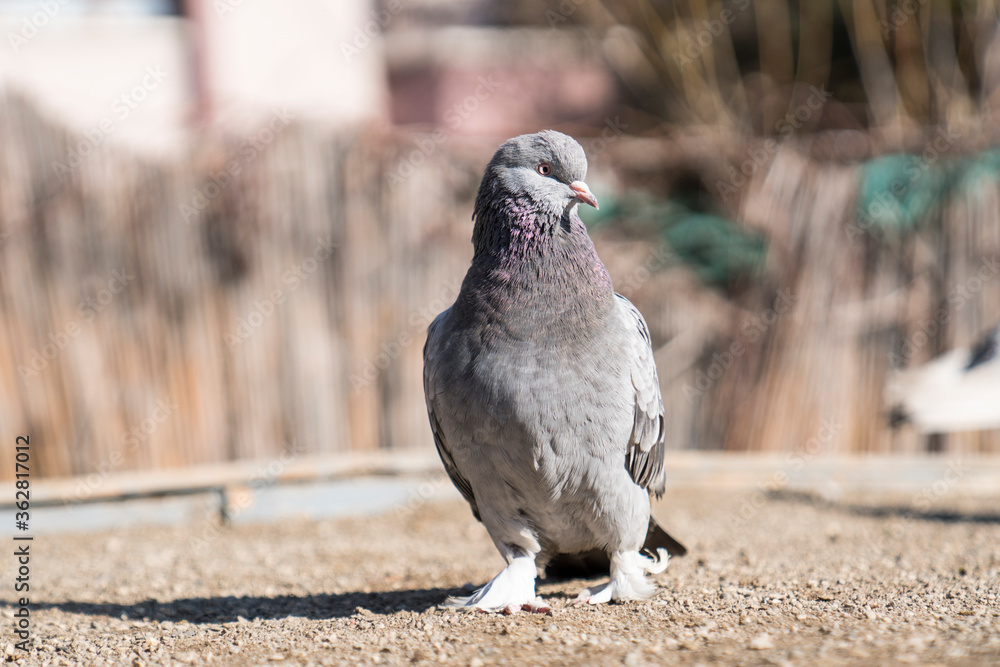Obraz premium A pigeon with a blurred background