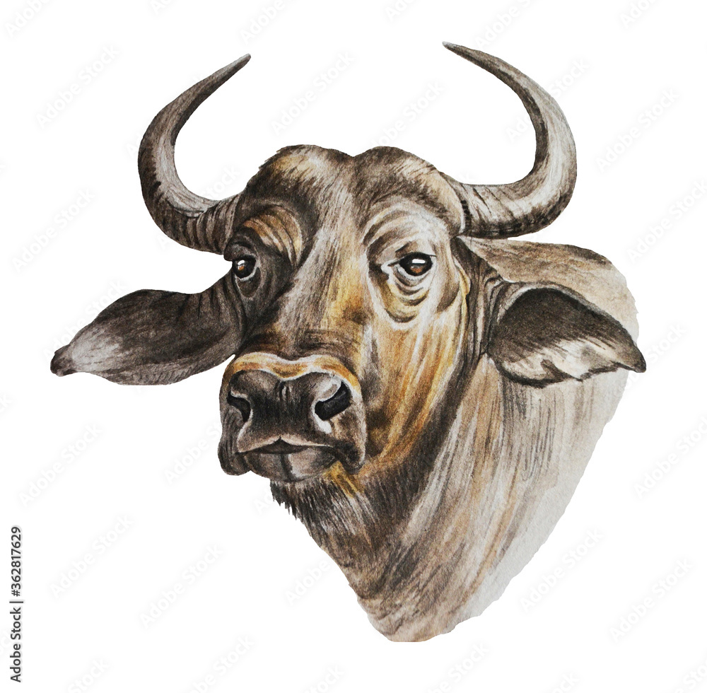Naklejka premium Horned bull. Farm animals. Watercolor hand drawn illustration on a white background.