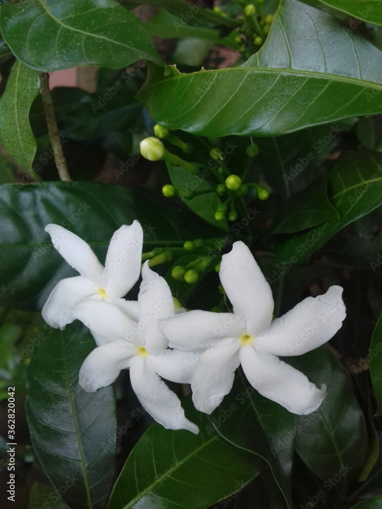 Fototapeta premium white flowers in the garden