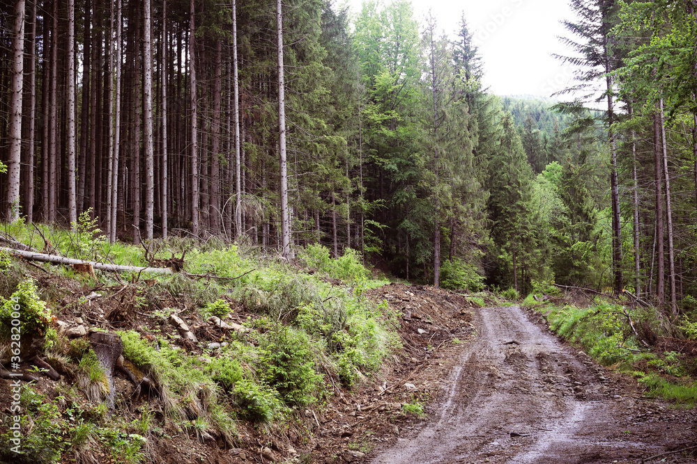 Nature view in forest in spring time Nature view in forest in spring time