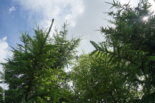 sky through trees in summer