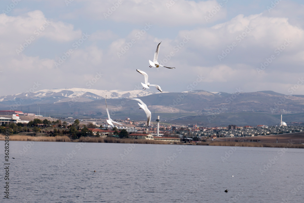 Gulls flying on the lake with mountain views