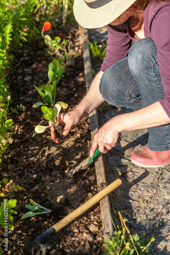 Au potager - femme plantant en olein terre des jeunes plants de bette à cardes