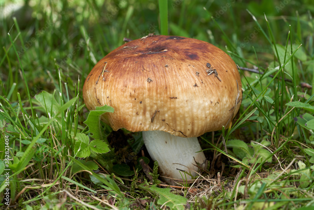 Inedible mushroom Russula foetens in the forest meadow. Known as stinking russula. Mushroom with honey yellow cup and white stem in the grass. Inedible mushroom Russula foetens in the forest meadow. Known as stinking russula. Mushroom with honey yellow cup and white stem in the grass.