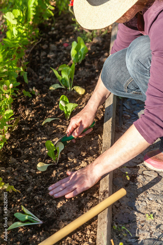 Au potager - femme plantant en olein terre des jeunes plants de bette    cardes