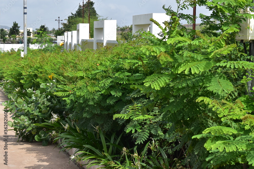 Fototapeta premium Nature, Plants, Flowers, Greenery, Sky, Sun, Freedom