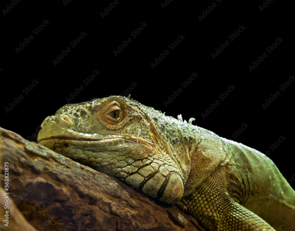 Closeup of a green iguana lizard against black background Closeup of a green iguana lizard against black background
