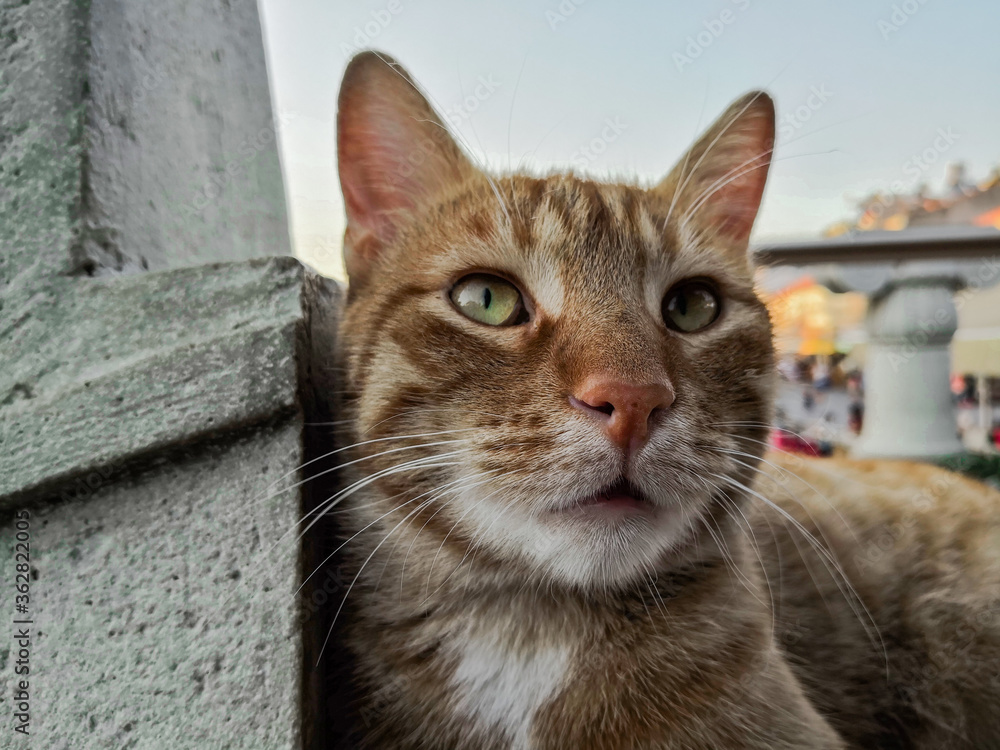 close-up green-eyed cat face blurred background close-up green-eyed cat face blurred background