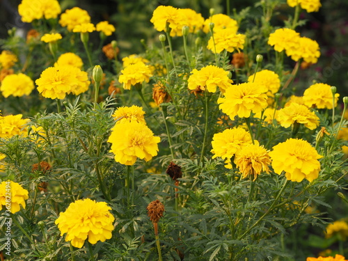 African marigold  American  Aztec  Big marigold Scientific name Tagetes erecta yellow flower blooming in garden nature background