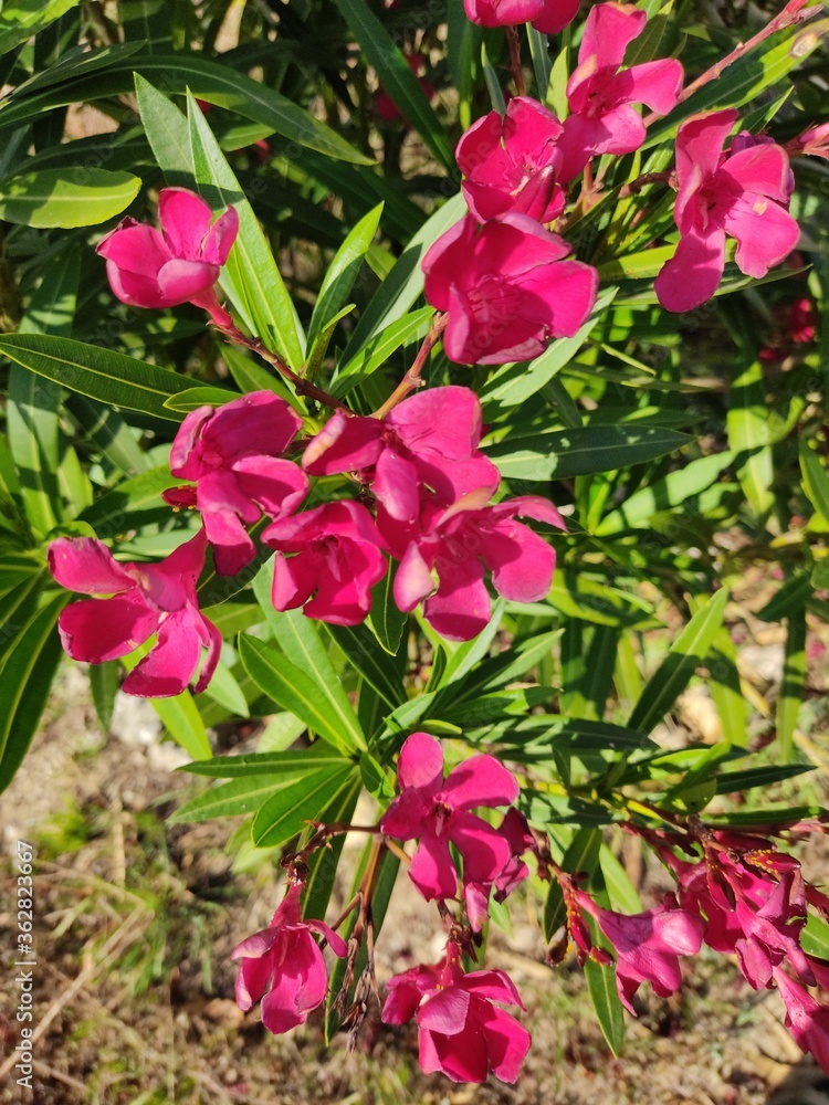 Flor do campo Flor do campo