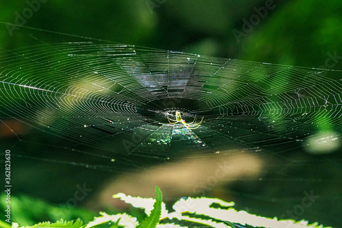蜘蛛の糸 © 優子 佐々木