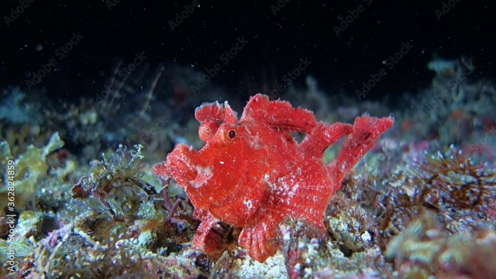 Close-up. Red Eschmeyer's scorpionfish sits on the seabed and moves slowly. Night dive. Philippines. Sabang.