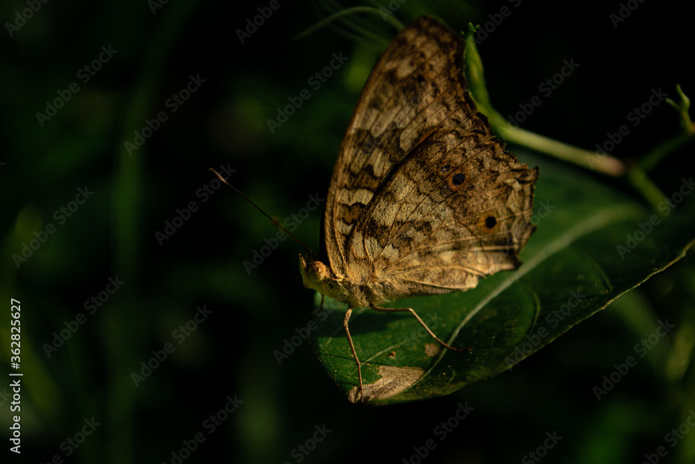 Obraz premium Brown butterfly on green leaf.