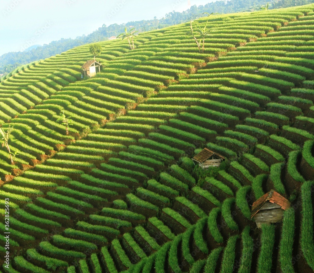 green hill at Majalengka, Indonesia