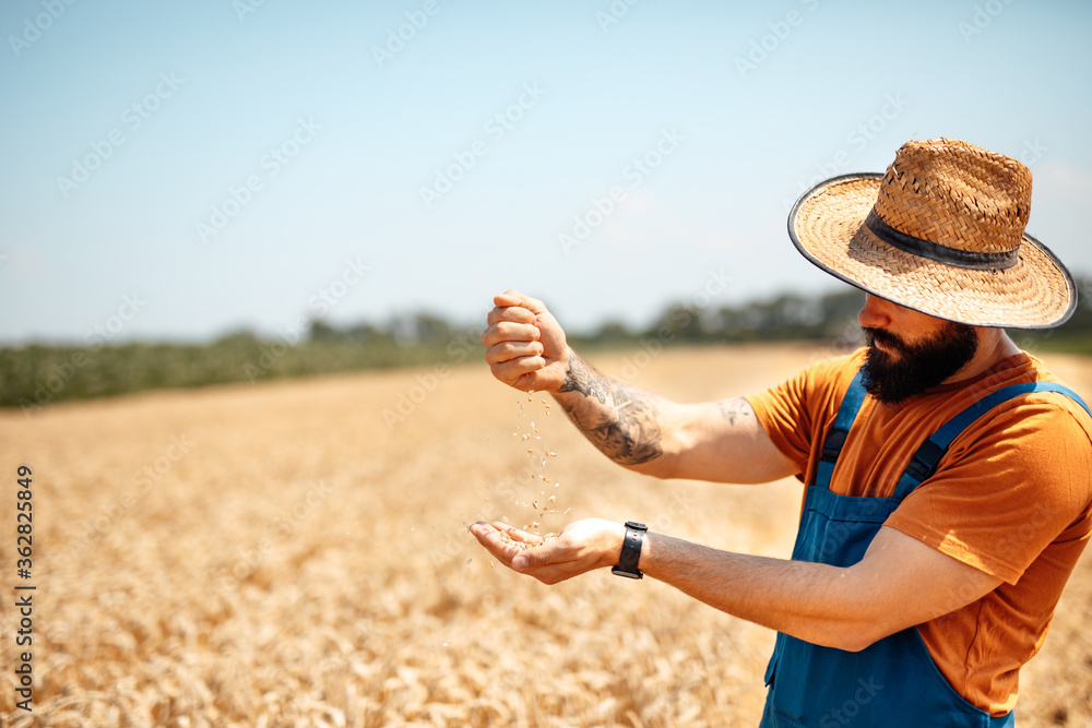 Young agronomist inspecting wheat quality. - obrazy, fototapety, plakaty 