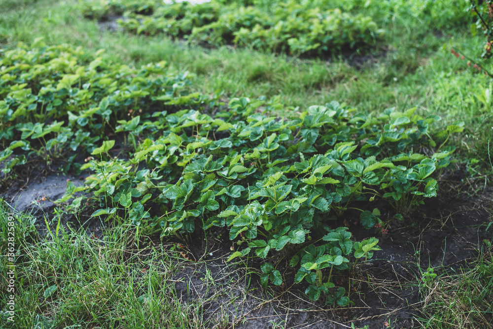 Beds with strawberries. Close-up. Country garden Beds with strawberries. Close-up. Country garden