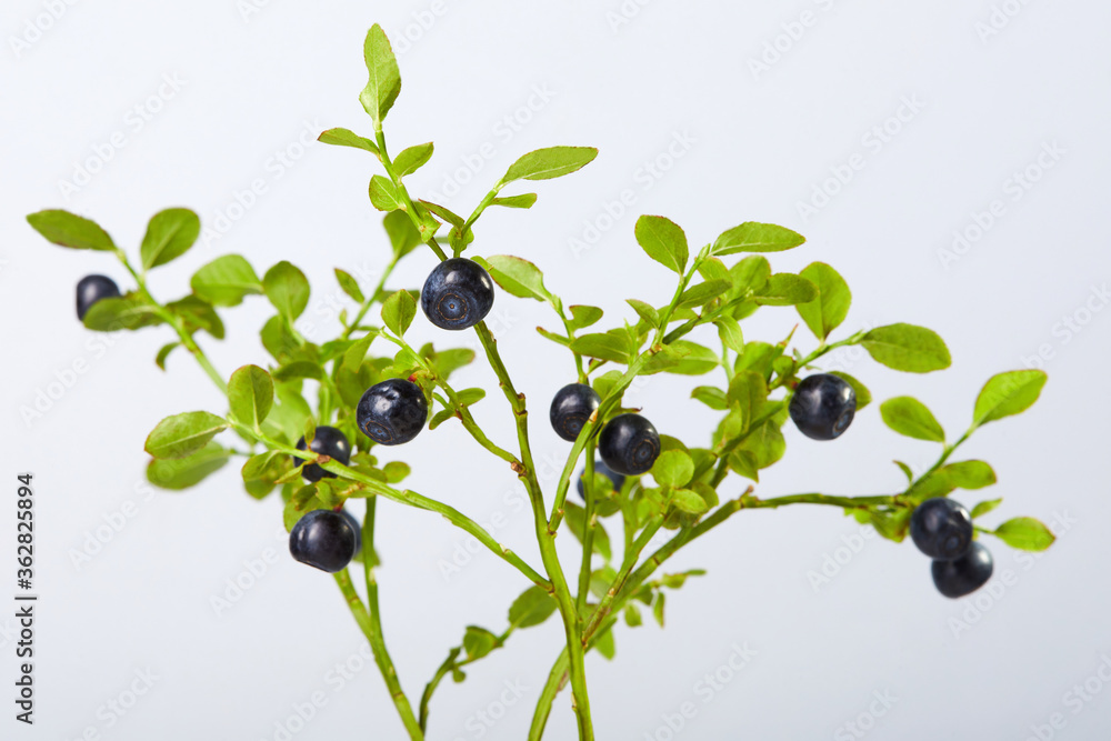 Twig of fresh blueberries on a white background Twig of fresh blueberries on a white background