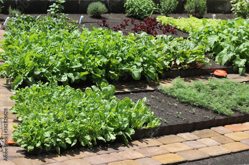 Beds with green vegetables and herbs in a home garden