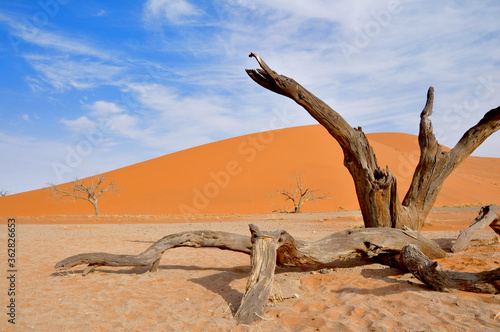 Old dead tree over the background of desert dunes, Deadvlei, Sossusvlei, Namibia, Africa © Lina