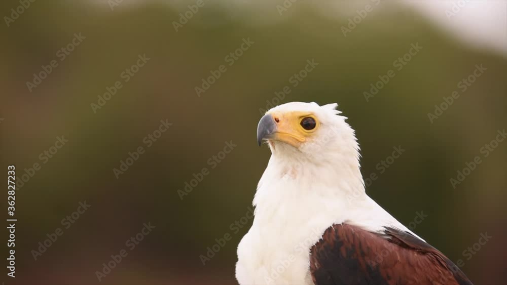 close up of fish eagle close up of fish eagle