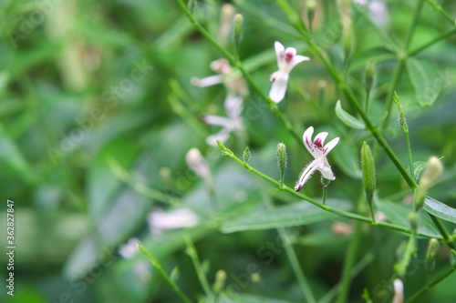 Foto White flower and fresh green leaves of andrographis paniculata or kariyat tree (fah talai jone), a Thai traditional herb and has antipyretic properties close-up