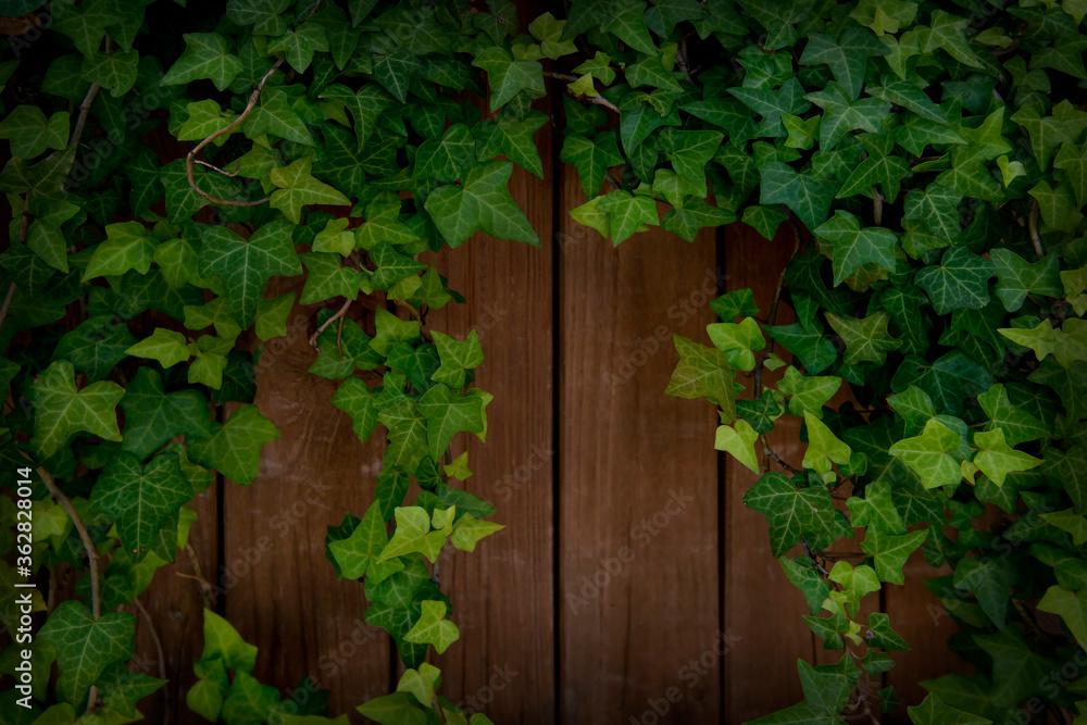 Ivy. Ivy.