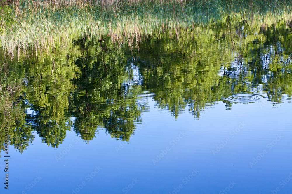 Reflection of trees in water.
Circles on the river surface.