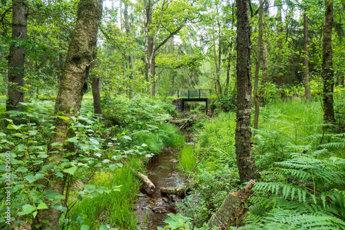 Waldlandschaft mit Br  cke