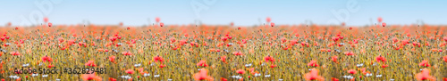 Poppy field panorama with red poppies and deep sharpness © Karneg