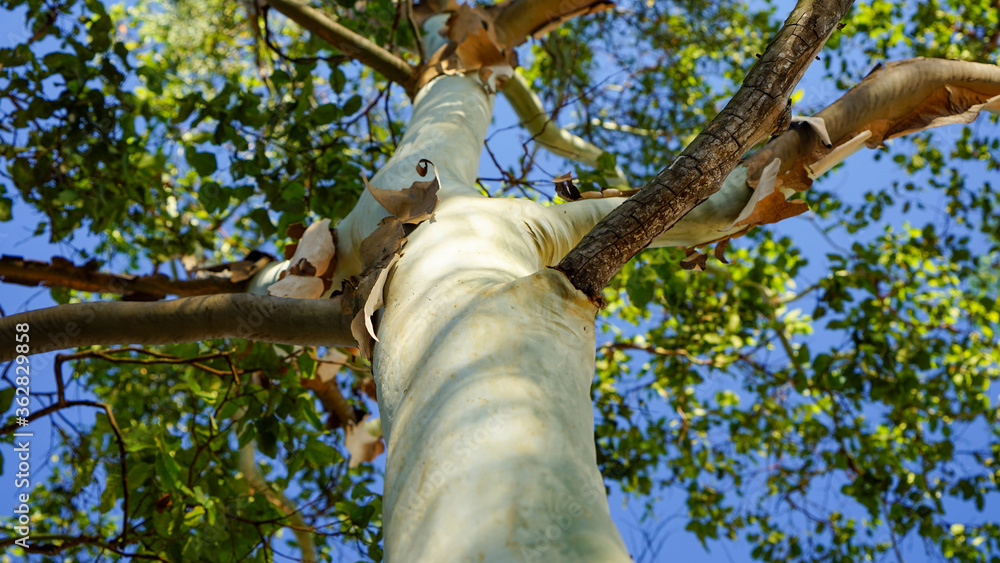 Fototapeta premium Looking up along the smooth tree trunk to green foliage against vivid blue sky.