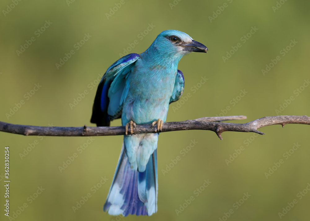 Fototapeta premium European roller (Coracias garrulus) photographed in close-up with a lizard and a large black beetle in its beak.