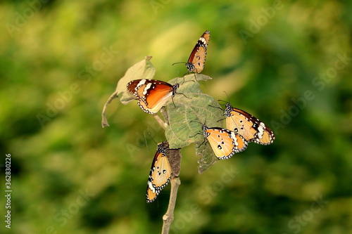 butterfly on a flower