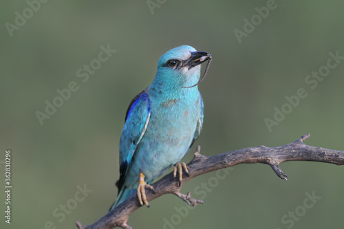 European roller (Coracias garrulus) photographed in close-up with a lizard and a large black beetle in its beak. © VOLODYMYR KUCHERENKO
