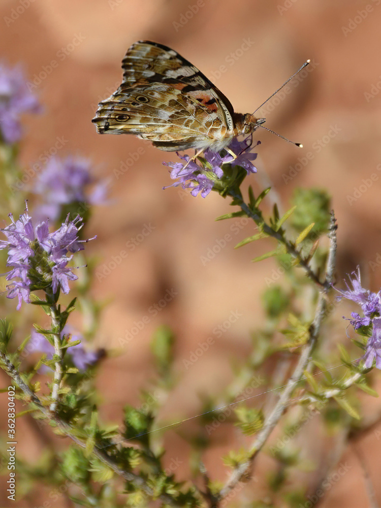 Butterfly standing on the flower in the meadow