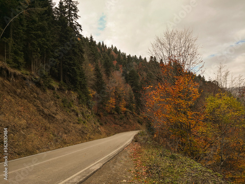 Asphalt road in the forest.Autumn colors