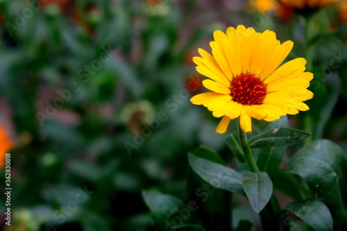 yellow flower in the garden