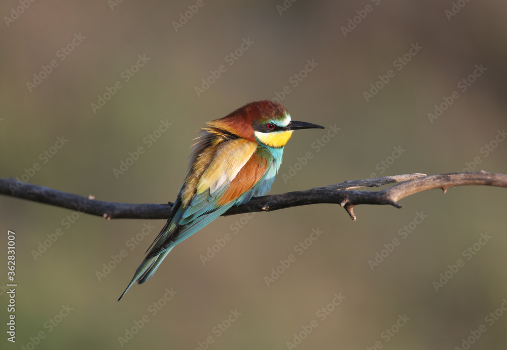 Solitary and pairs of bee-eater in breeding plumage are shot very close-up on branches in soft morning light and against a beautifully blurred background. Solitary and pairs of bee-eater in breeding plumage are shot very close-up on branches in soft morning light and against a beautifully blurred background.