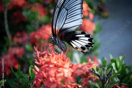 Butterfly on red flower at the garden.