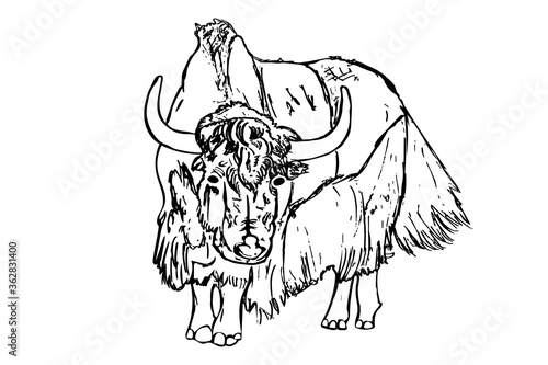 Yak isolated on white background. Hand draw taurus sketch. Antique engraving of highland cattle. Farmers bull. American bison. Lunar horoscope sign ox, bull, cow. Scottish rural animal. Stock vector