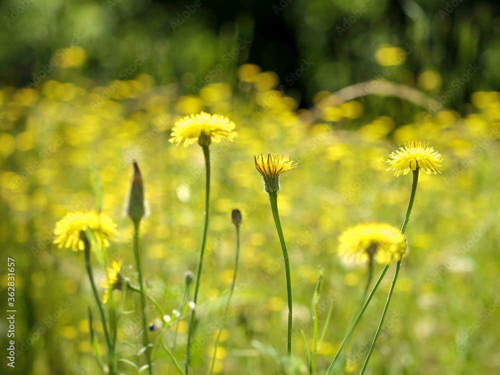 Obraz premium Extenso campo de flores amarillas